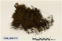 藏品(狹葉牛舌苔)的圖片